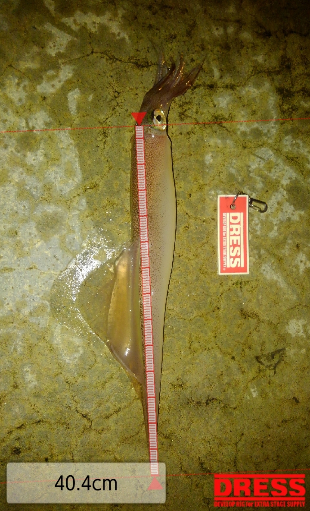 0_1976_80d69bafcf17c00154aeb6bfdd71bf37