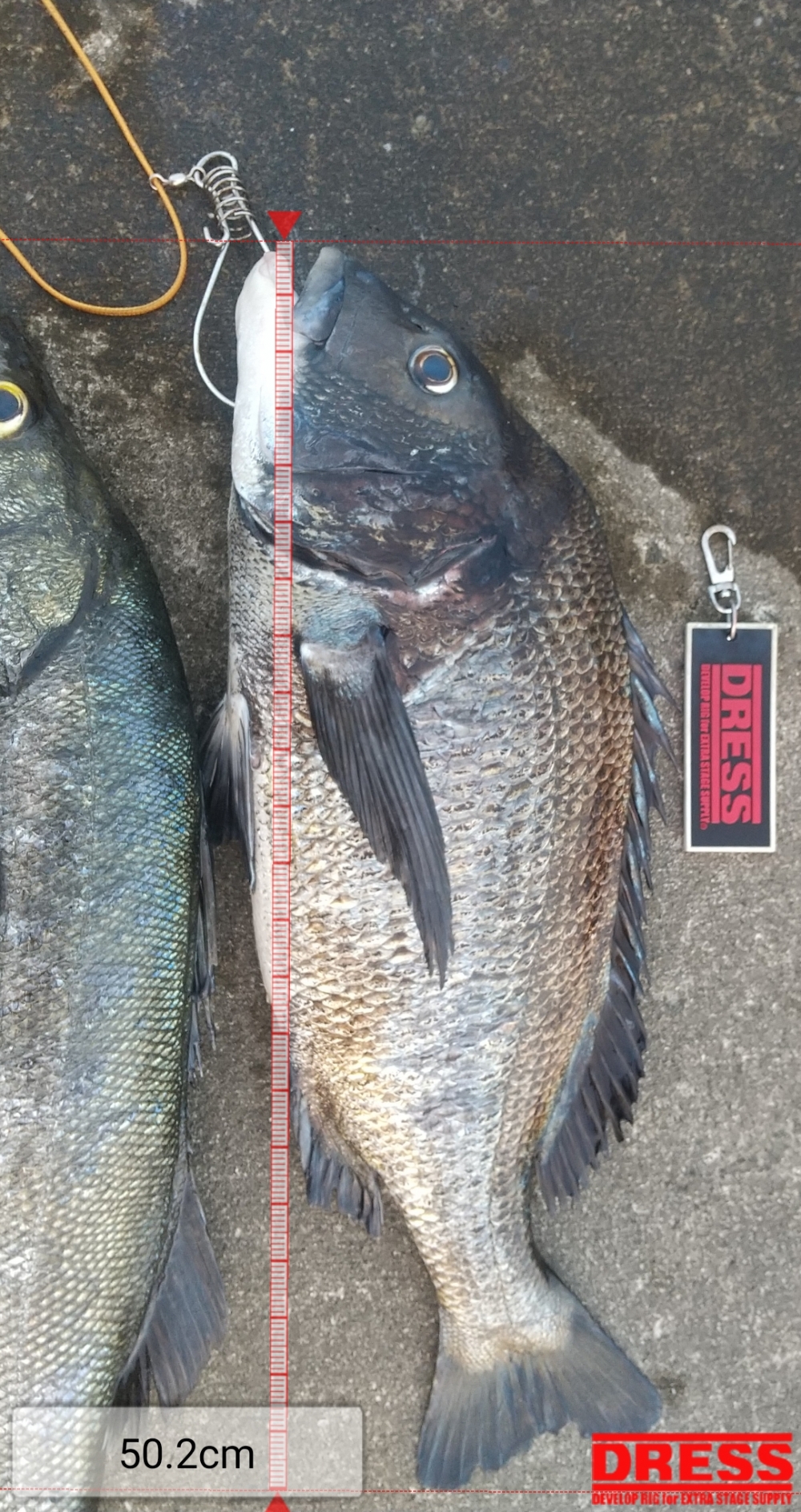 0_5457_bd379b0618fd22805bd598883746a390