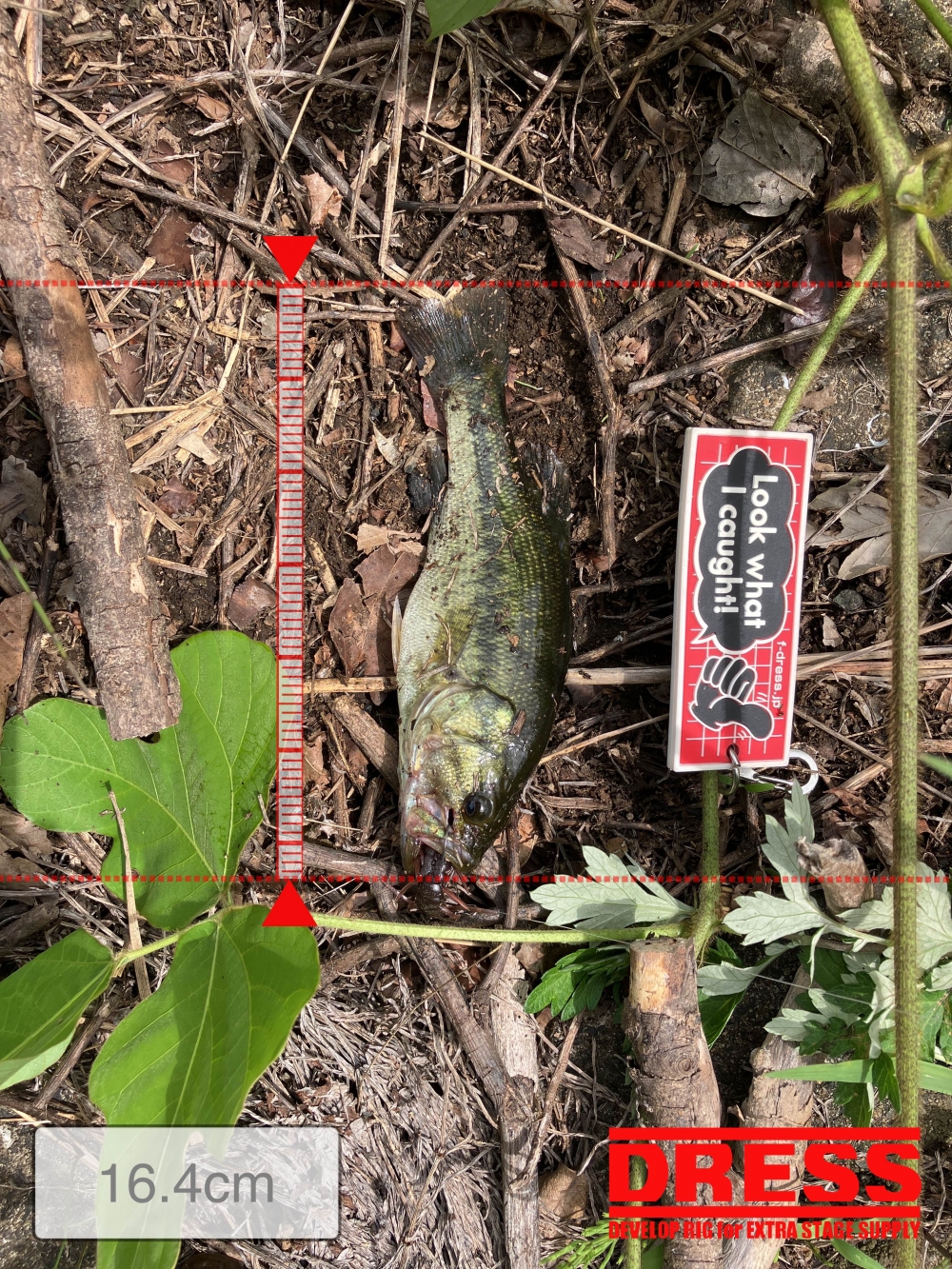 10232_0_17642ba751e97fe0cb4cfb8393c49a2a