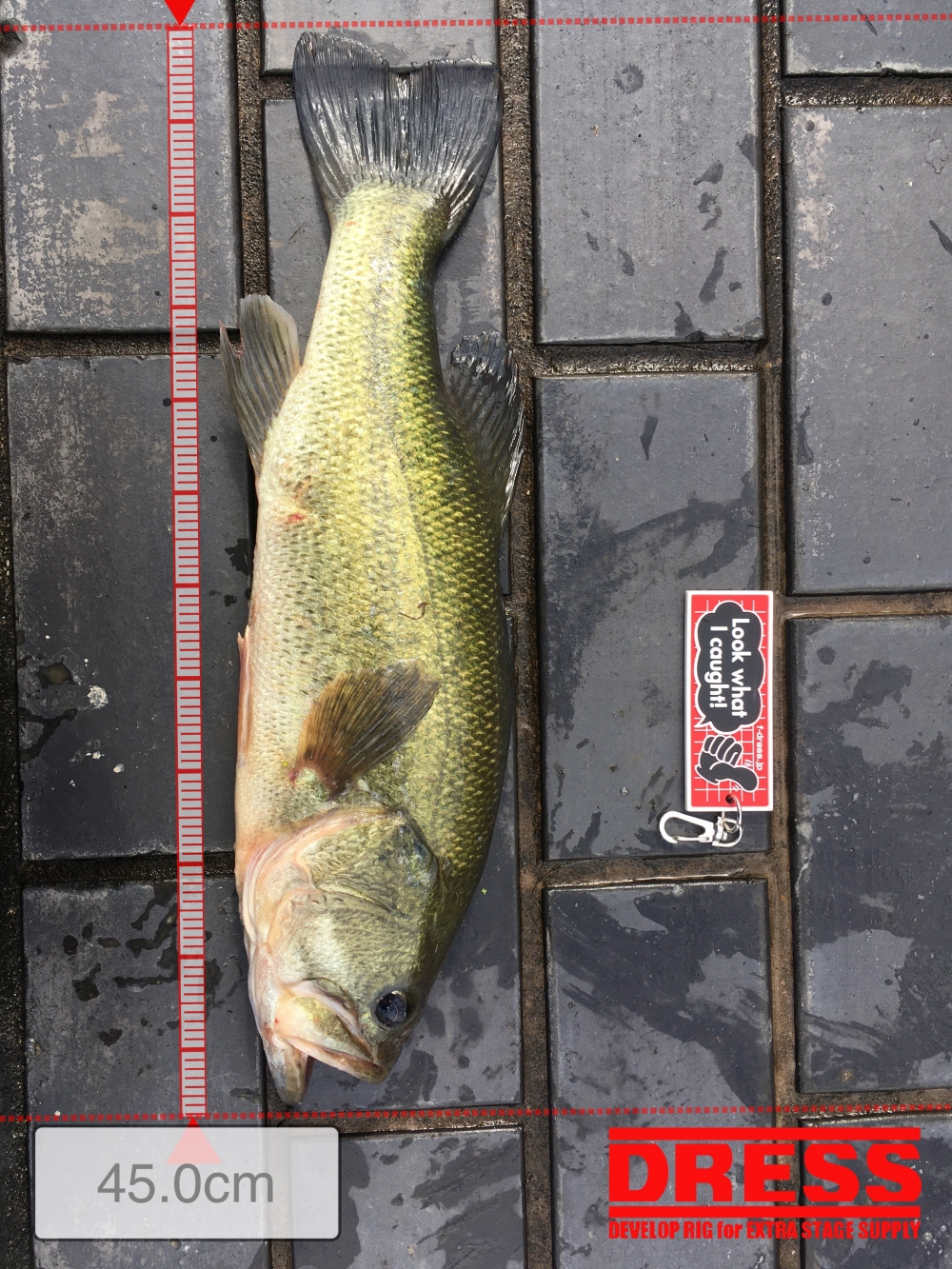 10232_0_d409b8a5ab5eeb170ed8c95c70084556