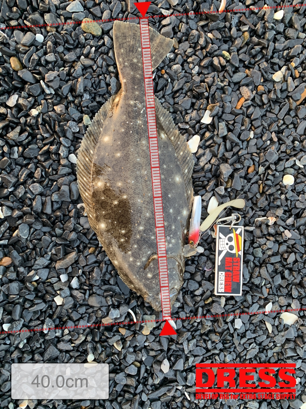 10556_0_ab97c345a0e91463455094c866e91415