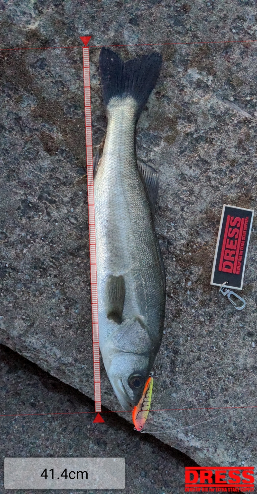 10668_0_42de152a6b3a29312fca3228d0d90282