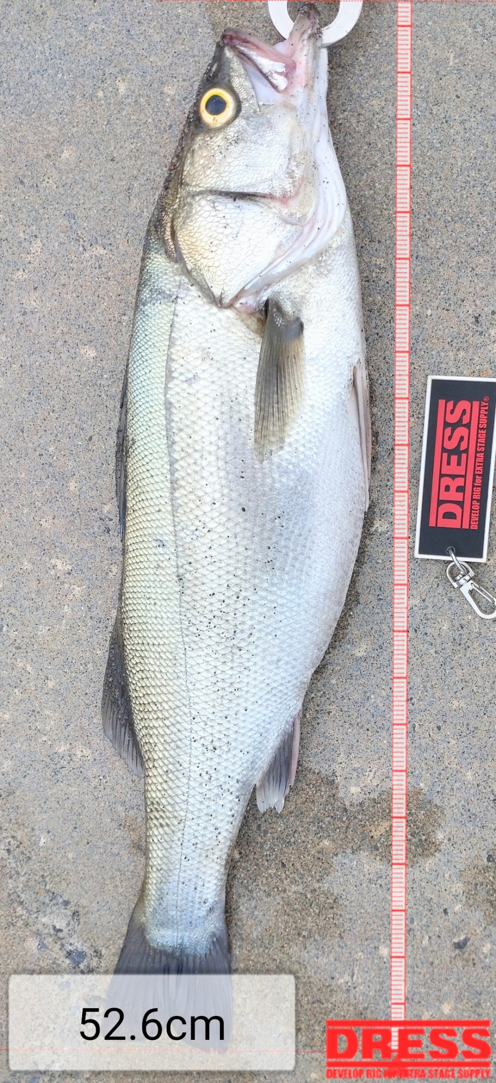 11336_0_194312bb1cc5f227684a82cec19f6c6e