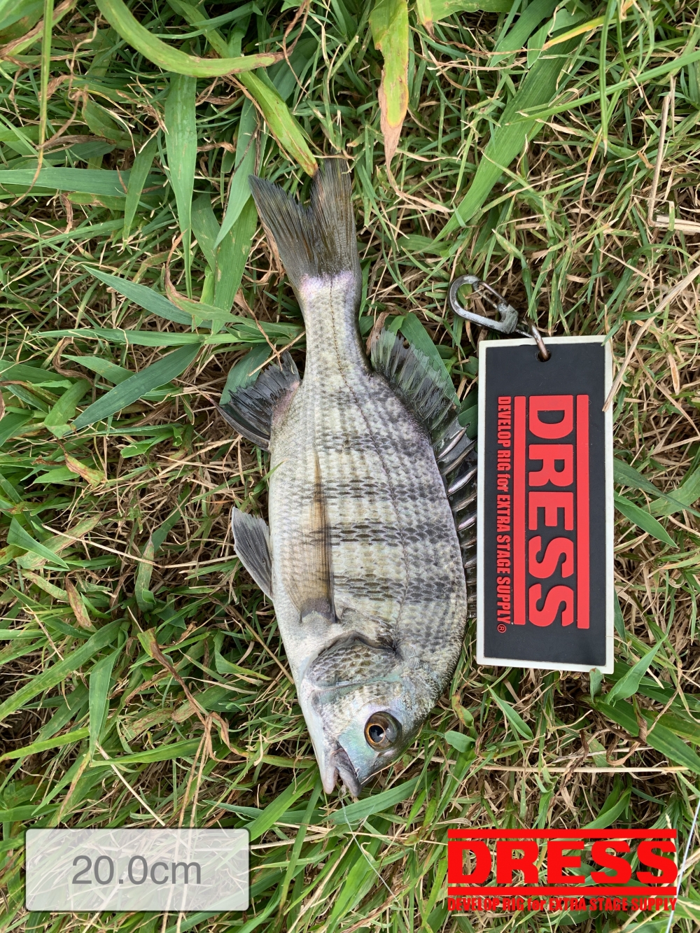 11559_0_25f90026ca325c0ad895cd77e6217803