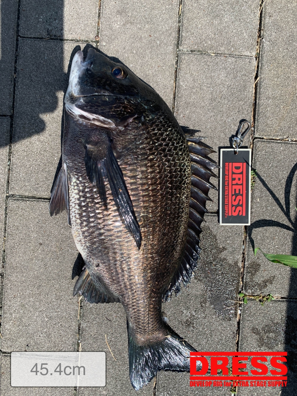 11559_0_dec3a53f9b031eb9433b208c5a82f0e0