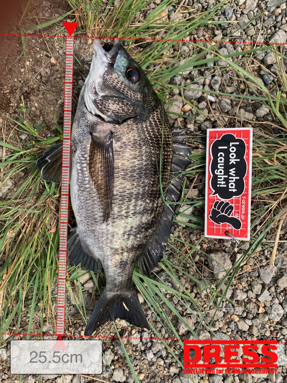 11559_0_fca4b9d8c1bb4385561bc019d80f9b41