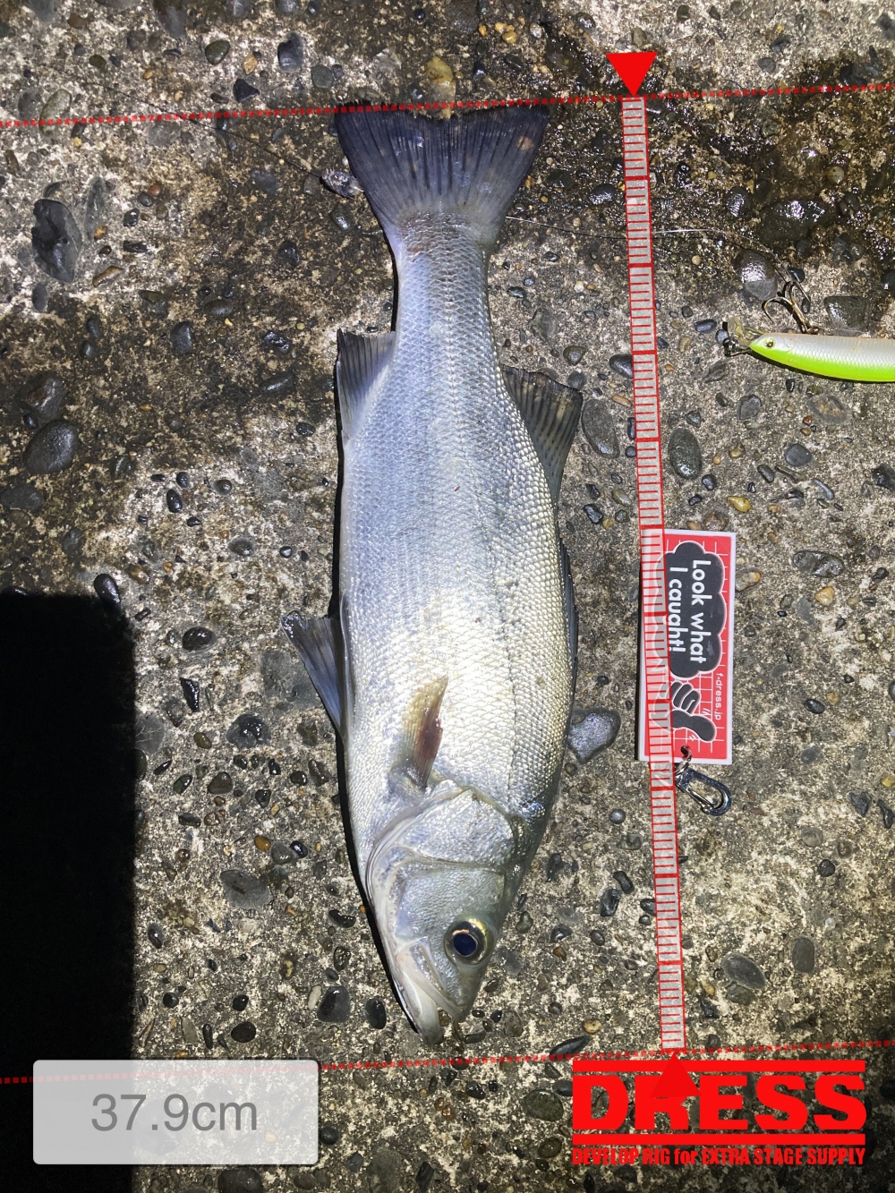 11569_0_cfd1b0453ff7391902024adffd60747e