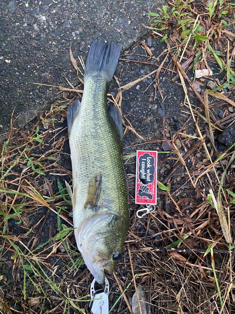 11577_0_a8bffd938a7809a52057ed9bea951909