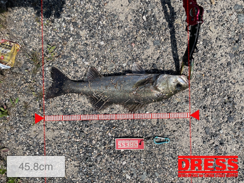 11961_0_ca5cf90f37b043debf013576bc4f568b