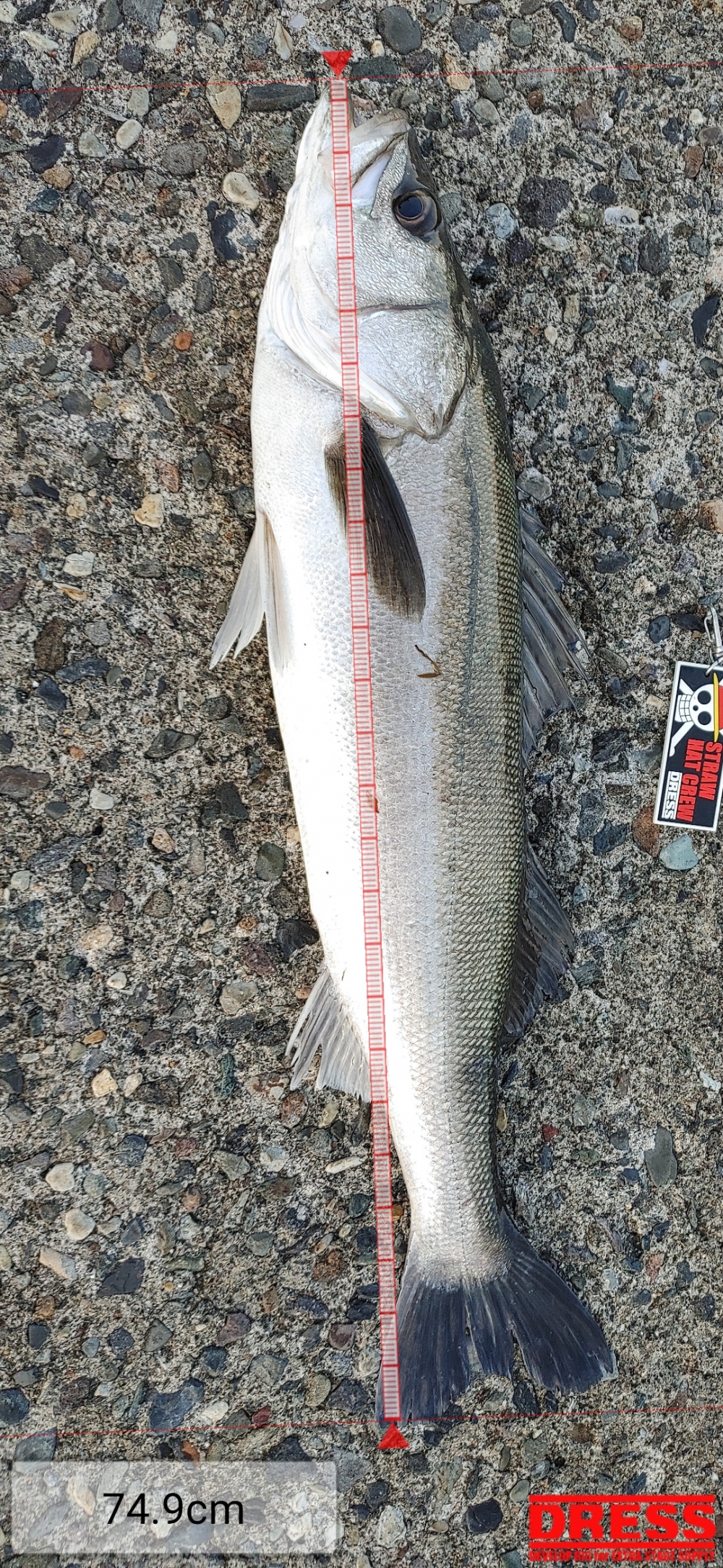 12100_0_246423b8c1a1241aef25399559267aec