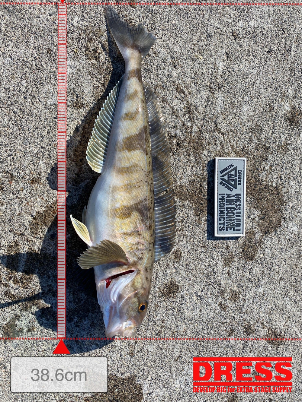 12119_0_5bcab951b2fd92da504a6c7f280a3523