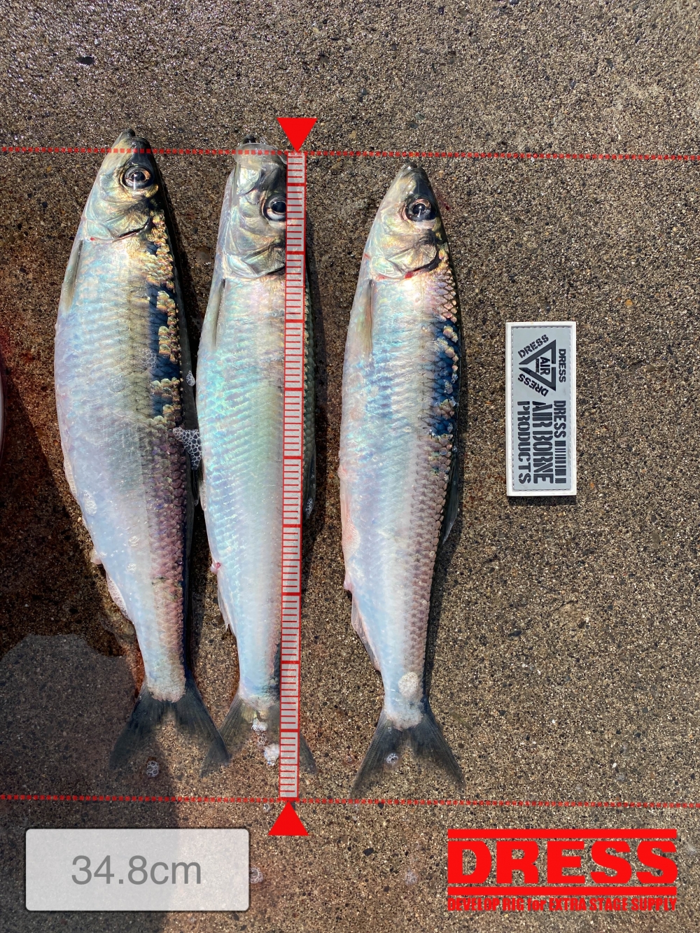 12119_0_6d04203bf59eb4be7ccb5e5b5f41a5b9