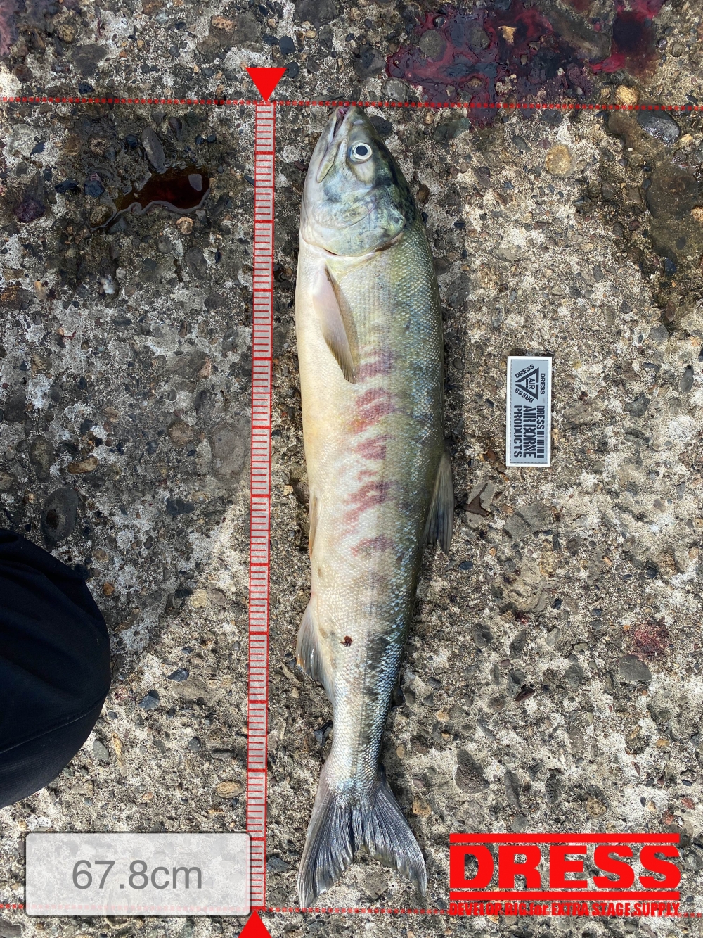 12119_0_bf5167376c2853de42a915f86e3724b6