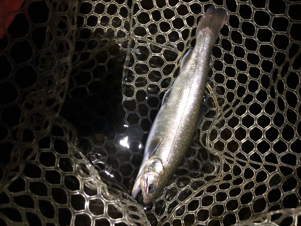 12217_0_afd44b7e1458abf2da451f578029427b