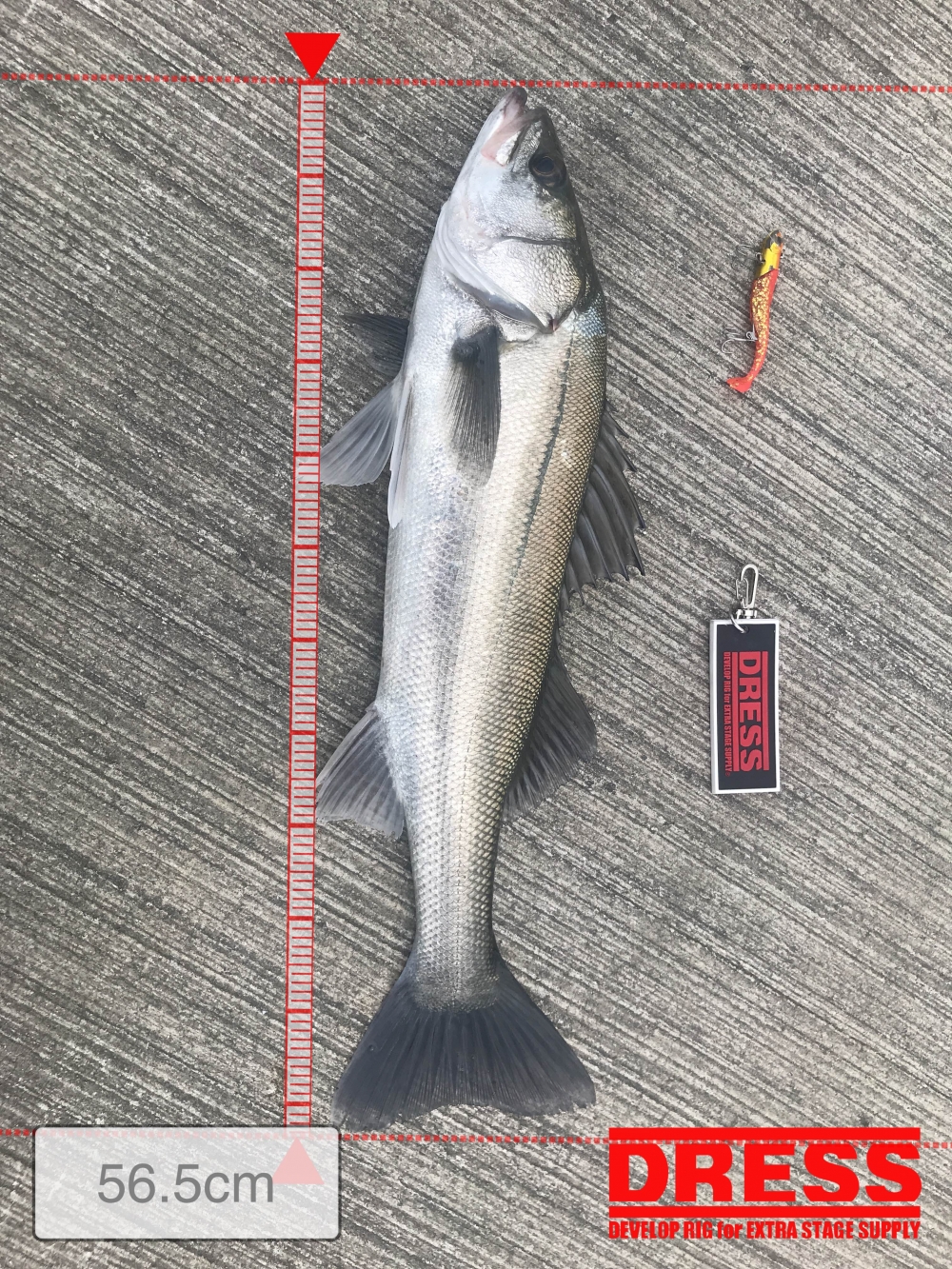 12487_0_f914356f811a3e69b683936958d567c7