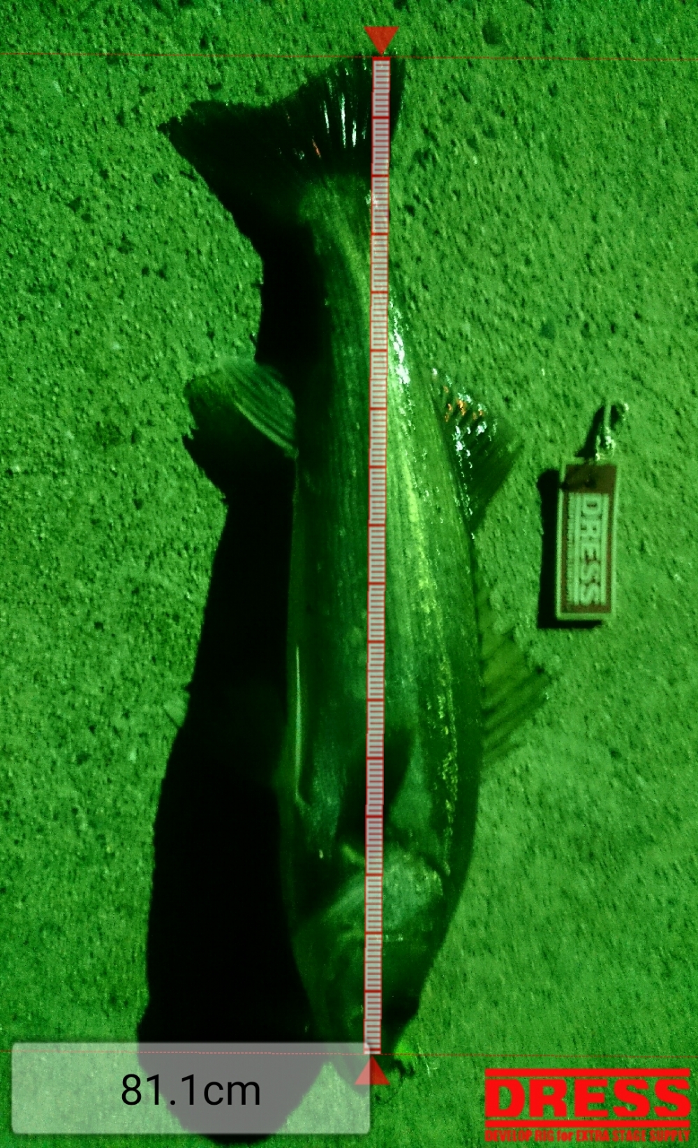 1818_0_36a97fdd554ab4ed984cc53fca07b87a