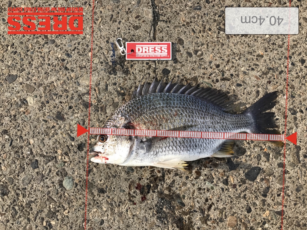1964_0_6d5f5a0a805d04e060122d204d93bdb9