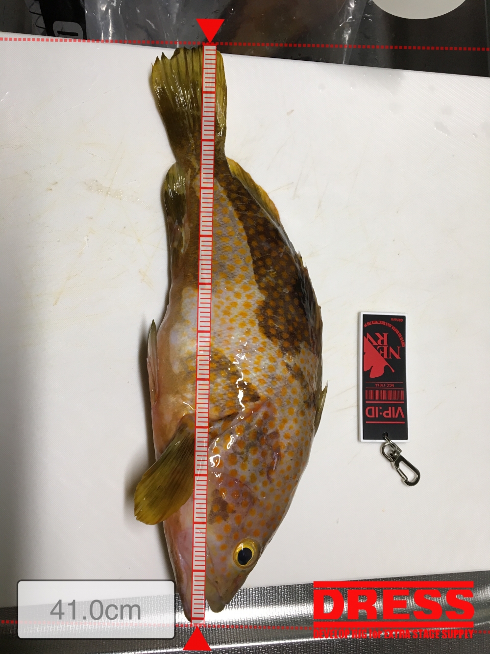2424_0_0acf4e9ee66d00066db89cf486154336