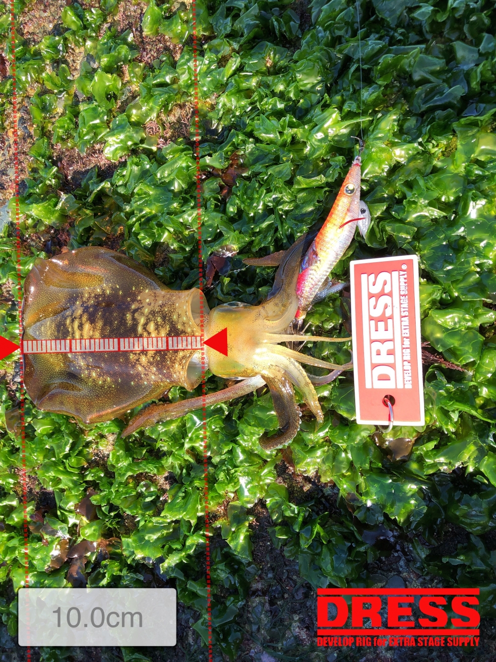 3992_0_40963befb12986eb837c89738e8fc586