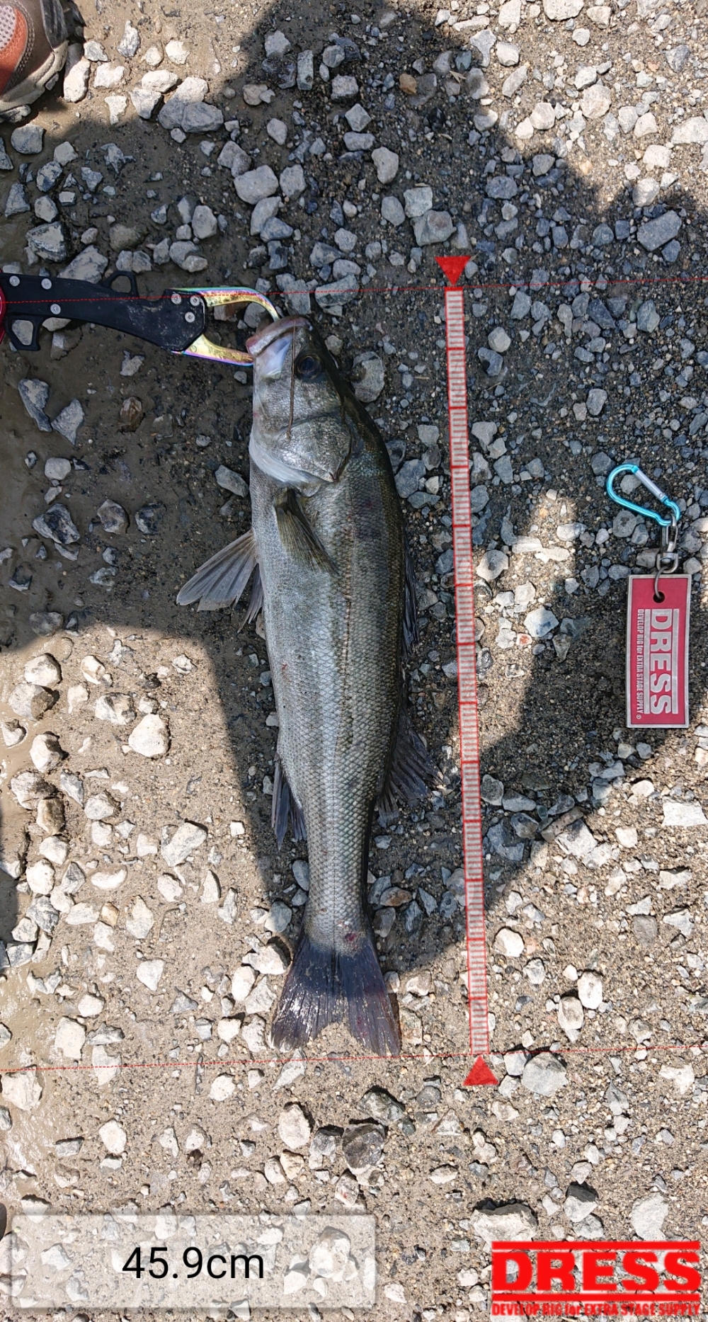 4555_0_eee913a0ed6742c2a02c55e52b9c3364