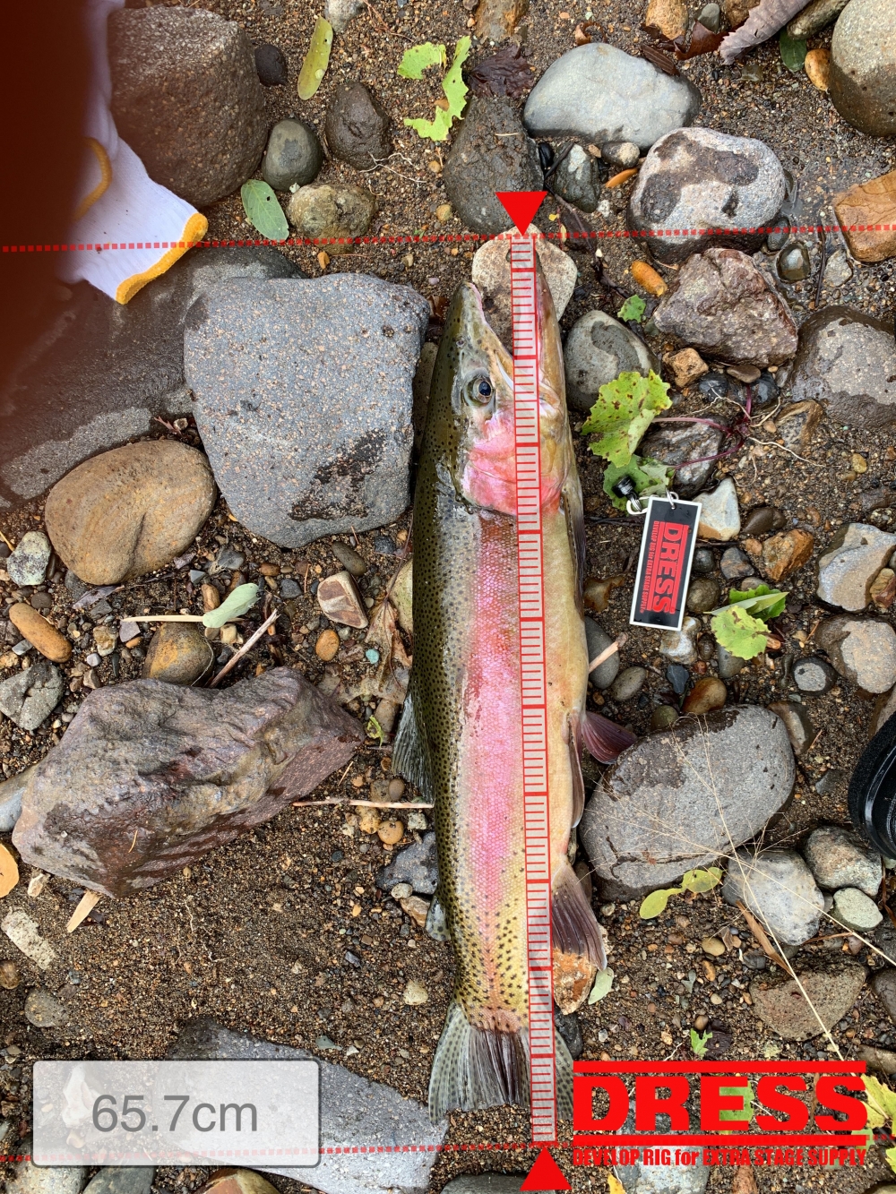 7004_0_de03eb0ded3d585771a4284dd76dcaf1