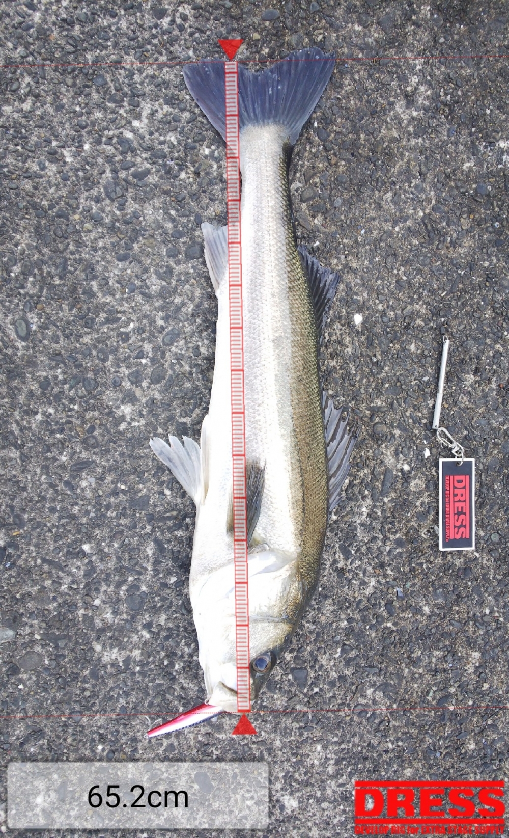 7766_0_f4761ee51e820128279fb2edd8b23d4b