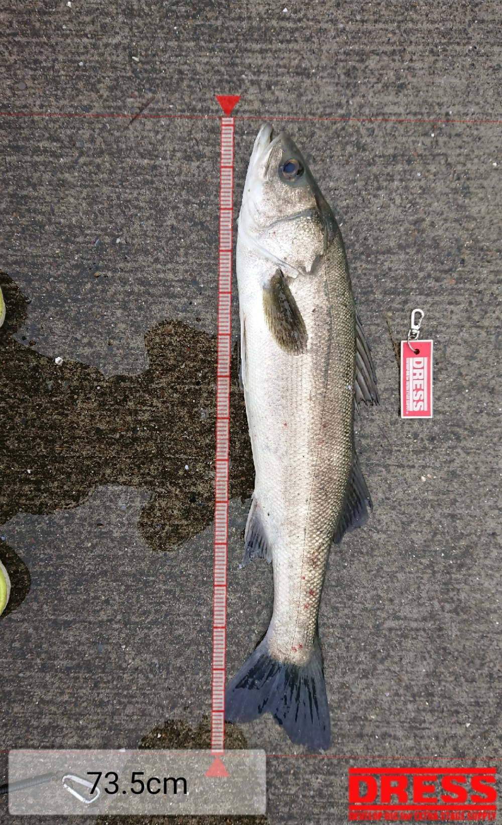 7845_0_3849267c89313c59cf9f50ceffee5678