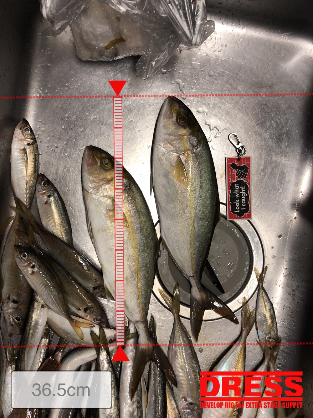 8635_0_00cb39b78487d78781fd907e3738913a