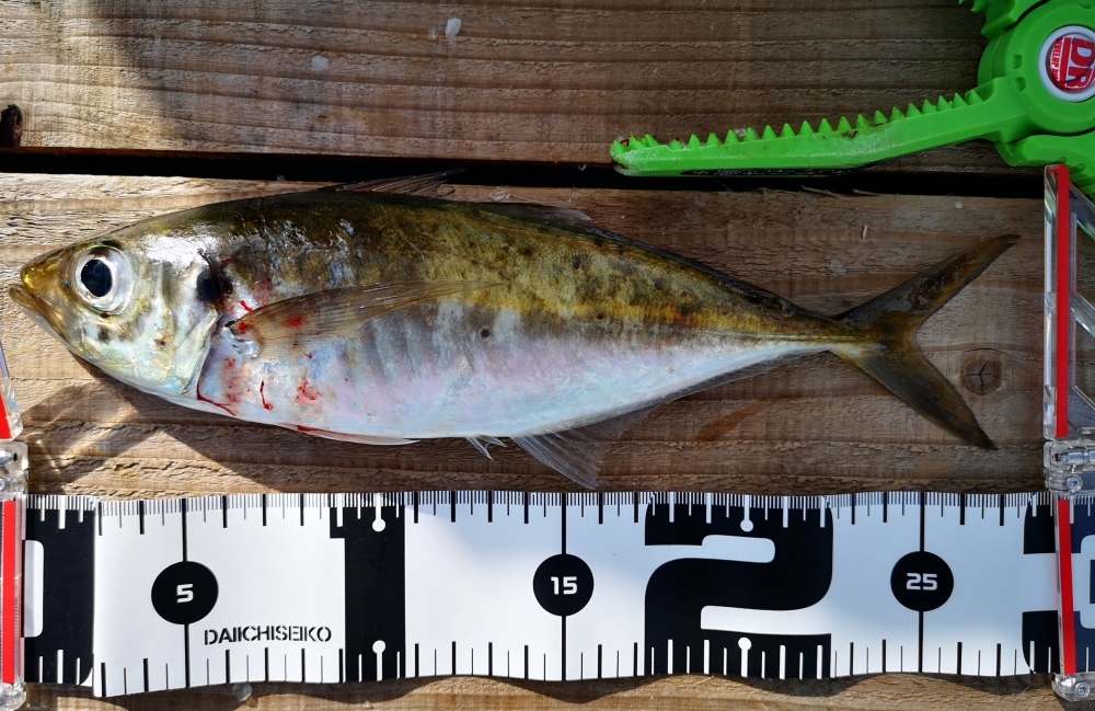 9258_0_6cb9b2a2e4a4d00febf9845348bfdfb6