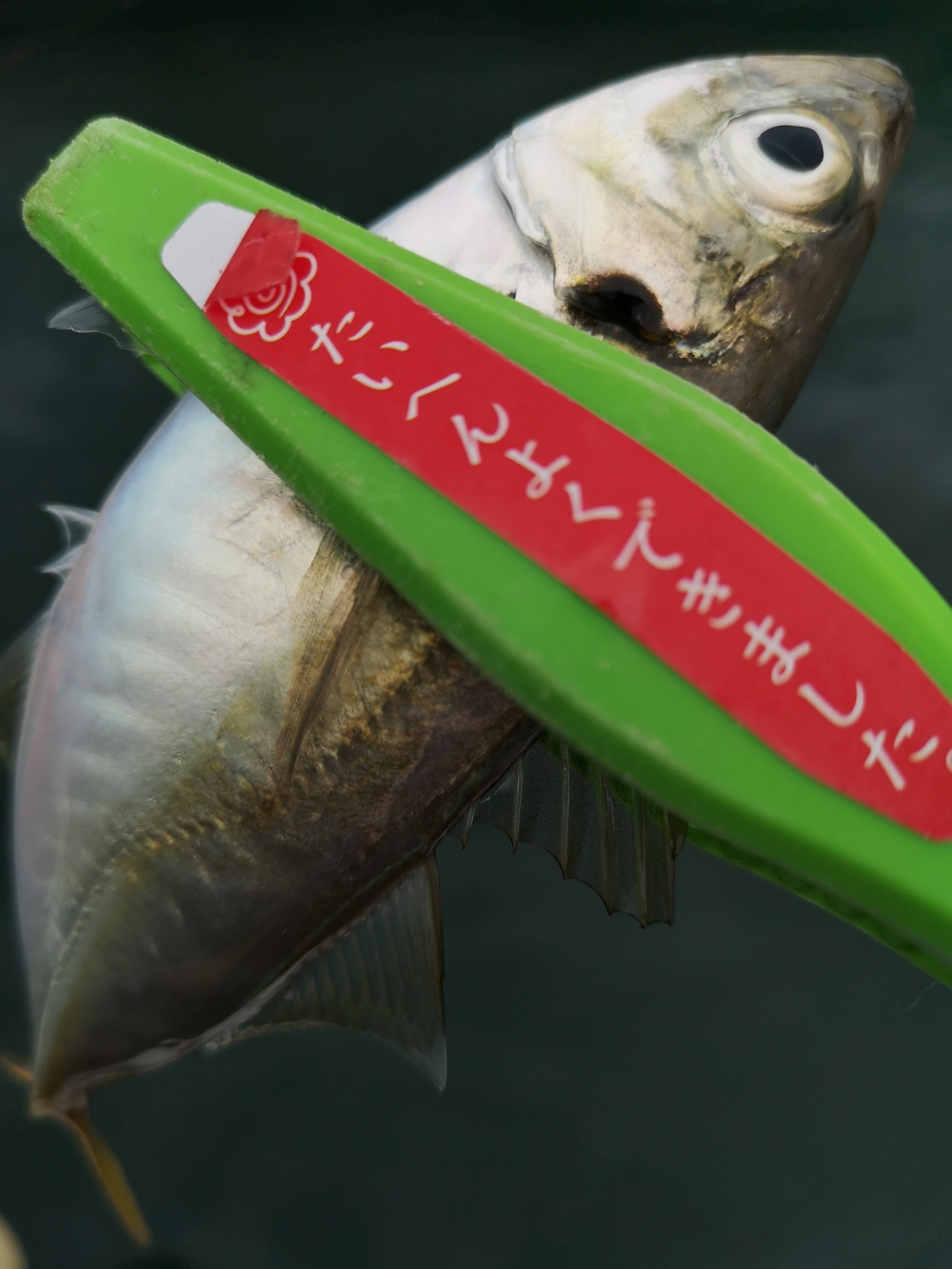 9258_0_9c6a093095b8b4b3f5da956b4d972292