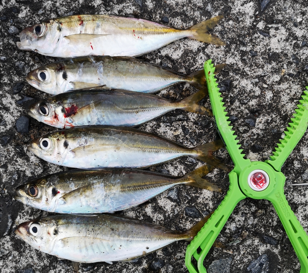 9258_0_ea6307c63105713831181159b8a55ea8