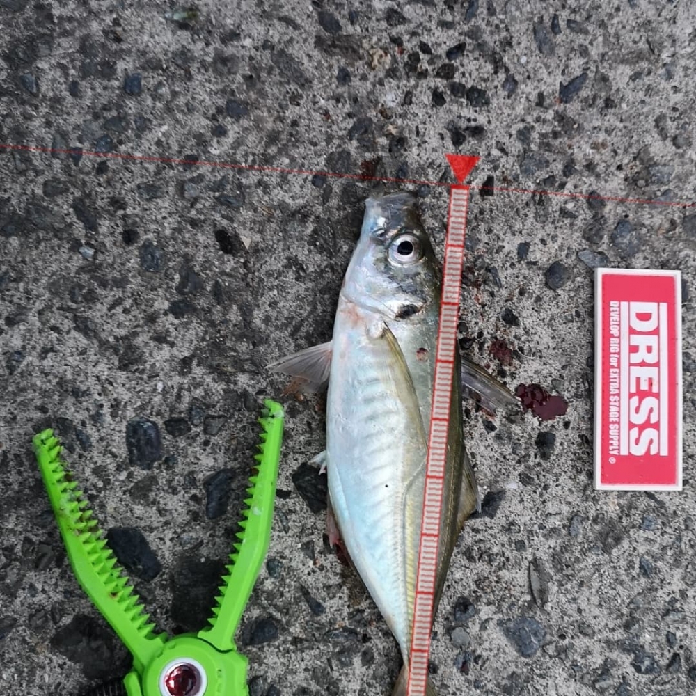 9258_0_f4803b7d361a36e21ff8412aa842f2c9