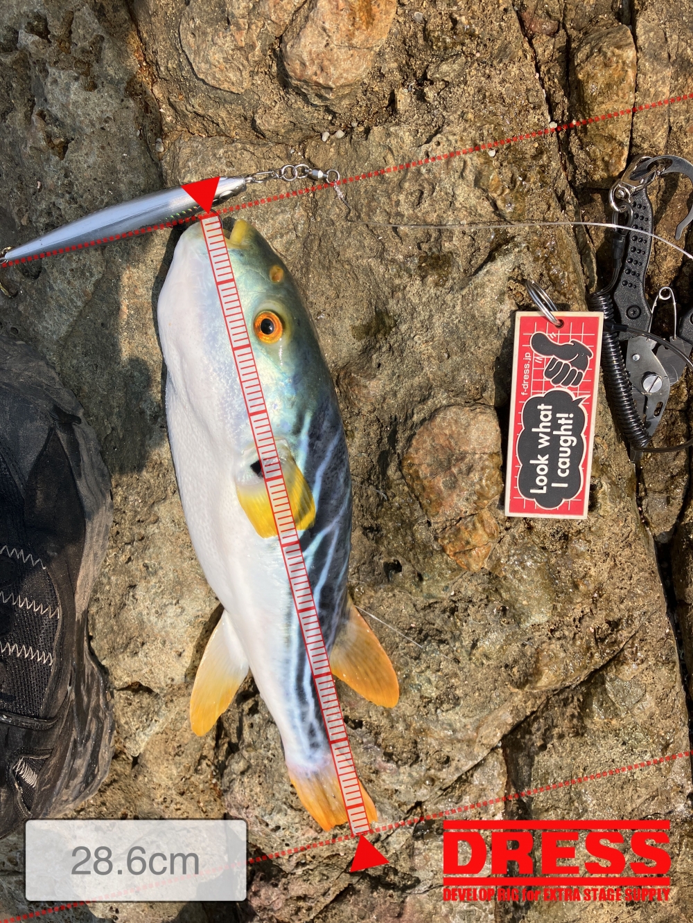 9687_0_de259bcd2532357ffe9ed25ccfac21e5