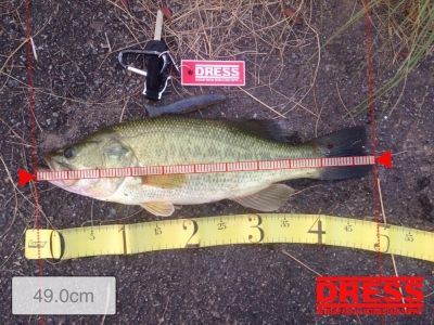 シャダーベイト