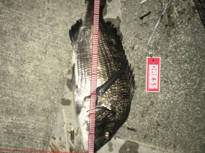 川チヌ