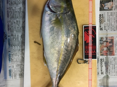 初カンパチ