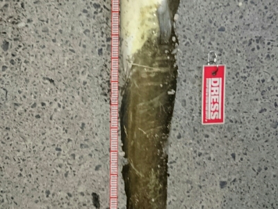 ジグヘッドにハイチュウ