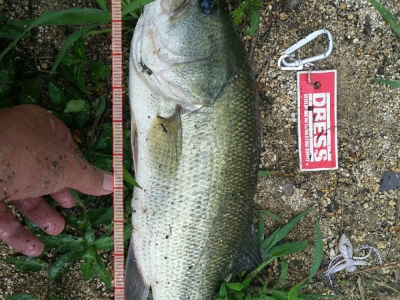 ギズモ 初Fish