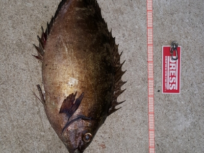 見島バリ