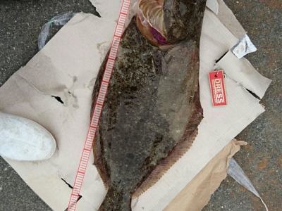 初物ヒラメ