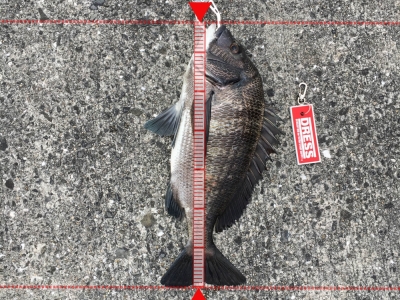 紀州釣り
