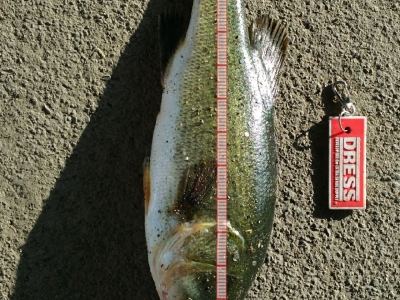 in 琵琶湖