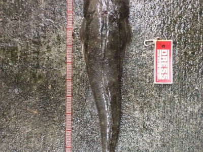 遠州サーフ