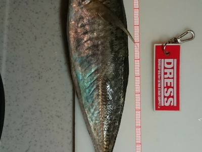 デカアジ　バチコンリグ