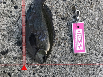 漁港サビキで