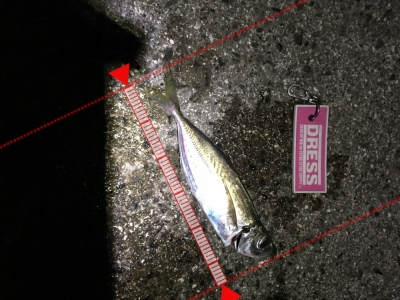 久々のまともなサイズ