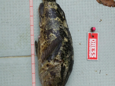 50が欲しい