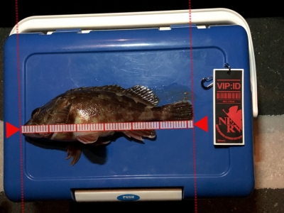 釣り納め