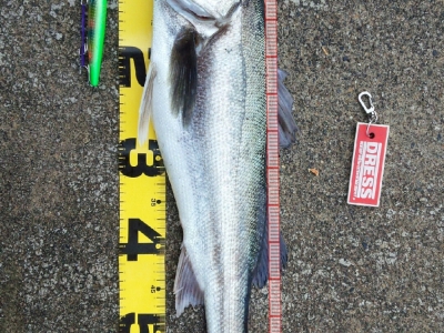釣り納め