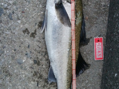 釣行納めの一本